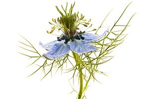 nigella sativa flower