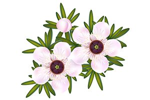 tea tree flowers
