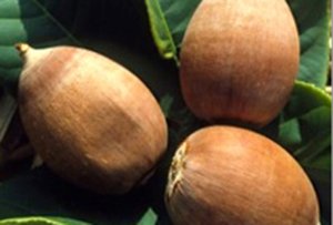 gousses de graines de babassu