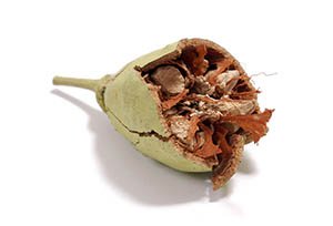 gousse de baobab cassée