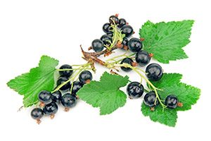 black currants and leaves