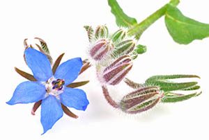 Borage flower