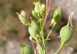 camelina plant