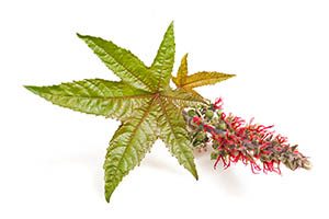 castor leaf with flower and seed