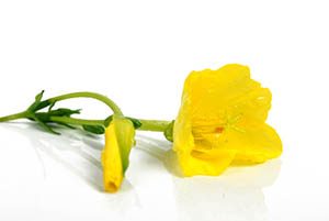 evening primrose flower