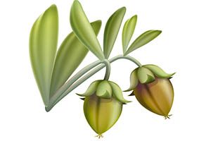 jojoba seed pods illustration