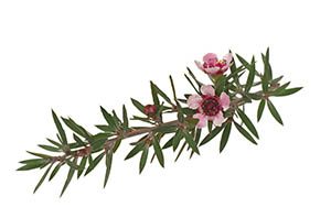 sprig of manuka