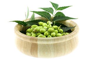 neem leaves and berries in wooden bowl