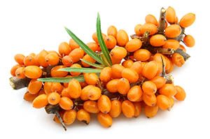 Sea buckthorn berries branch