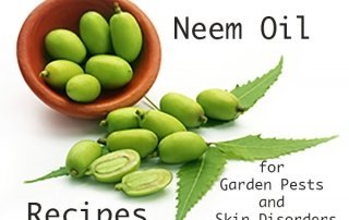 neem leaves and fruit