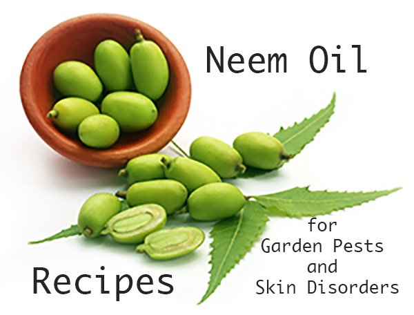 neem leaves and fruit