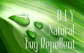 green leaf with water drops