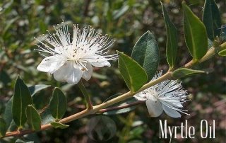 myrtle flower and branch