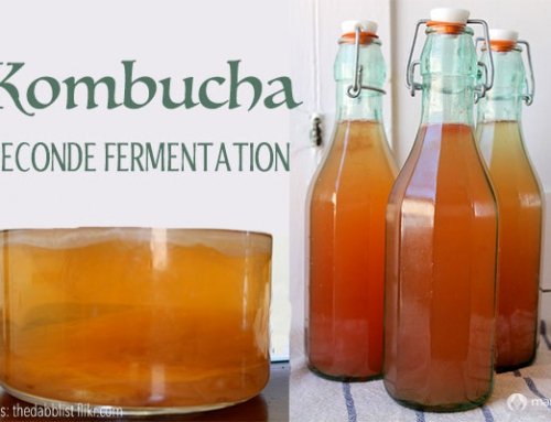 Kombucha Seconde Fermentation