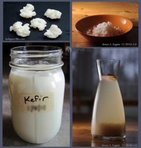 collage with milk kefir, water kefir and their grains