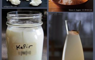 kéfir de lait et d'eau avec leurs grains