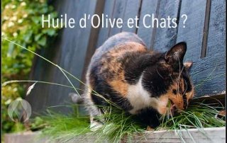 chat mange de l'herbe