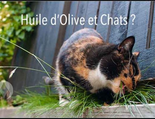 Que pouvez-faire d’autre avec l’Huile d’Olive ?