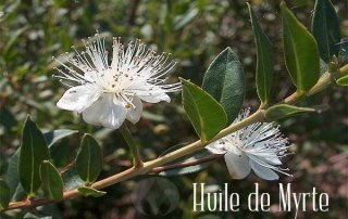 branche de myrte et de fleurs