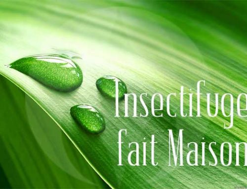 Comment Faire un Insectifuge Naturel ?