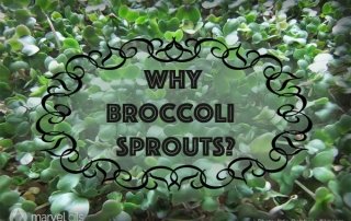 broccoli sprouts