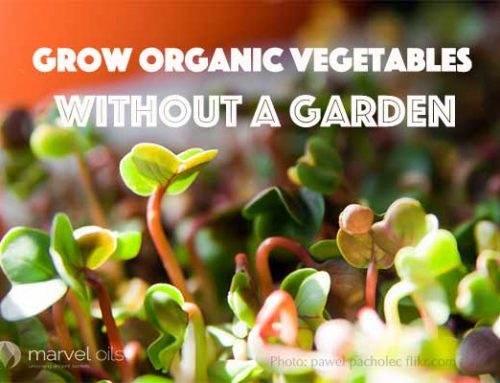 Grow Organic Vegetables without a Garden