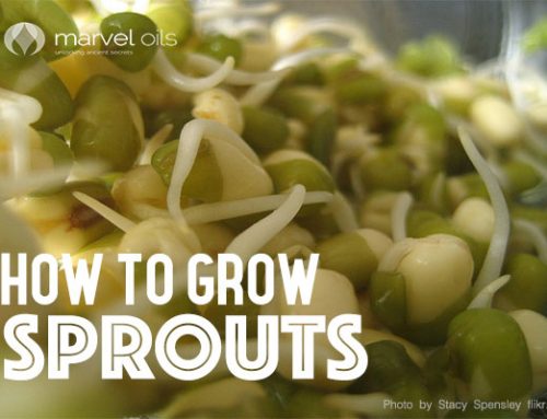 Grow Your Own Sprouts