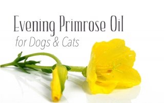 evening primrose flower