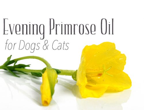 Benefits of Evening Primrose Oil for Dogs & Cats