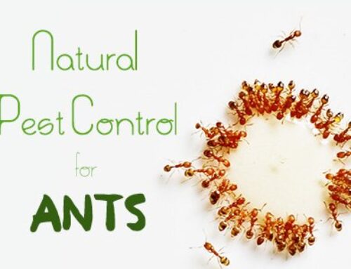 Natural Pest Control for Ants