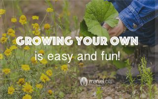 person squatting and gardening