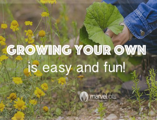 Growing organic food – anyone can do it!