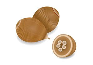 babassu nuts